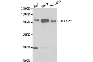 Western blot analysis of extracts of various cell lines, using GOLGA2 antibody. (Golgin A2 (GOLGA2) Antikörper)