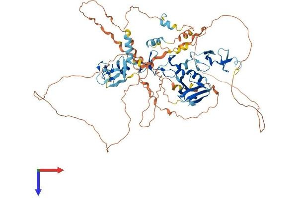 LIM Domain Binding 3 Protein Protein (AA 1-727) (His tag)
