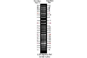 Agarose Gel Electrophoresis (AGE) image for ExcelBand™ Super Range DNA Ladder (50 bp-25 kb) (ABIN5662612)