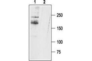 Western blot analysis of rat DRG lysates: - 1. (SCN11A Antikörper  (C-Term, Intracellular))