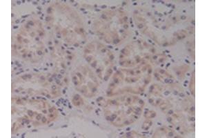 Detection of Ntn4 in Human Kidney Tissue using Polyclonal Antibody to Netrin 4 (Ntn4) (Netrin 4 Antikörper  (AA 349-592))