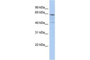 Image no. 1 for anti-Solute Carrier Family 32 (GABA Vesicular Transporter), Member 1 (SLC32A1) (AA 71-120) antibody (ABIN6743235) (SLC32A1 Antikörper  (AA 71-120))