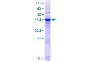 MOB2 Protein (AA 1-237) (GST tag)