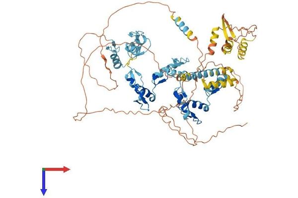 ZNF336 Protein (AA 1-706) (His tag)