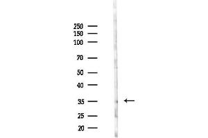 Western blot analysis of lysates from HepG2 cells, using OR52E1 Antibody at 1/1000 dilution.