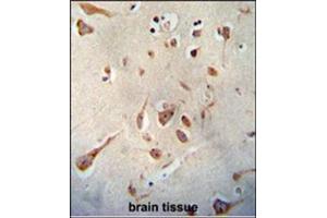Immunohistochemistry analysis in Formalin Fixed, Paraffin Embedded Human brain tissue stained with SERPINI1 antibody (N-term) followed by peroxidase conjugation of the secondary antibody and DAB staining. (Neuroserpin Antikörper  (N-Term))