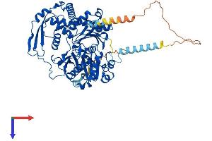 ACTR8 Protein (AA 1-624) (His tag)