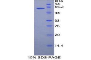 SDS-PAGE (SDS) image for Ribonuclease T2 (RNASET2) (AA 25-256) protein (His tag,GST tag) (ABIN1080677)