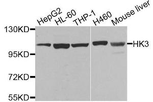 Western blot analysis of extracts of various cell lines, using HK3 antibody. (HK3 Antikörper  (AA 1-270))