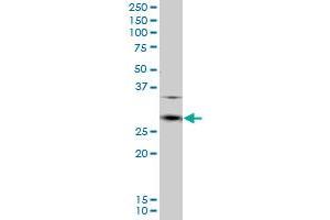 CD8A MaxPab polyclonal antibody.