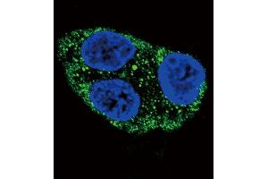 Confocal immunofluorescent analysis of Tyrosinase Antibody with HepG2 cell followed by Alexa Fluor 488-conjugated goat anti-rabbit lgG (green). (TYR Antikörper  (C-Term))
