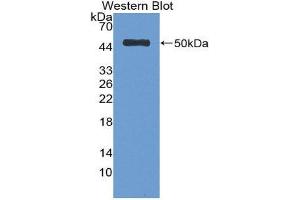 Western Blotting (WB) image for anti-Serpin Family C Member 1 (SERPINC1) (AA 33-464) antibody (ABIN1077809)