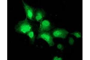Anti-NEU2 mouse monoclonal antibody (ABIN2454605) immunofluorescent staining of COS7 cells transiently transfected by pCMV6-ENTRY NEU2 (RC219858). (NEU2 Antikörper)