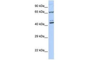 Image no. 1 for anti-Zinc Finger Protein 324 (ZNF324) (AA 180-229) antibody (ABIN6740513) (ZNF324 Antikörper  (AA 180-229))