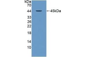 Detection of Recombinant PRM2, Human using Polyclonal Antibody to Protamine 2 (PRM2) (PRM2 Antikörper  (AA 2-100))