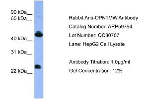 WB Suggested Anti-OPN1MW  Antibody Titration: 0.