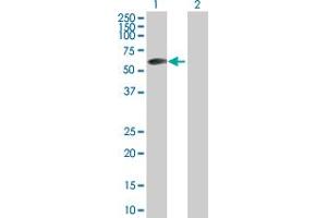 ZBTB6 antibody  (AA 1-424)