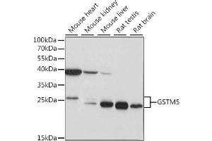 Western blot analysis of extracts of various cell lines, using GSTM5 antibody (ABIN7267445) at 1:1000 dilution.