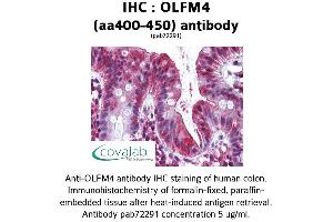 Image no. 1 for anti-Olfactomedin 4 (OLFM4) (AA 400-450) antibody (ABIN1737639) (Olfactomedin 4 Antikörper  (AA 400-450))