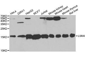Western blot analysis of extracts of various cell lines, using LSM4 antibody (ABIN5973492) at 1/1000 dilution. (LSM4 Antikörper)