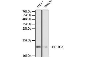 Western blot analysis of extracts of various cell lines, using POLR3K antibody. (POLR3K Antikörper  (AA 1-108))