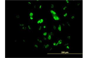 Immunofluorescence of monoclonal antibody to FOXA2 on HepG2 cell. (FOXA2 Antikörper  (AA 363-457))