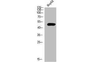 Western Blot analysis of HEPG2 cells using TRAF1 Polyclonal Antibody diluted at 1:500. (TRAF1 Antikörper  (AA 191-240))