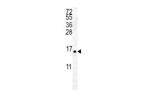 HIST2H2 Antibody (C-term) (ABIN657882 and ABIN2846837) western blot analysis in K562 cell line lysates (35 μg/lane). (HIST2H2AA4 Antikörper  (C-Term))