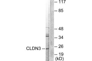 Western Blotting (WB) image for anti-Claudin 3 (CLDN3) (C-Term) antibody (ABIN1848458) (Claudin 3 Antikörper  (C-Term))