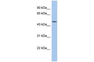 PTGER3 antibody used at 1 ug/ml to detect target protein. (PTGER3 Antikörper)