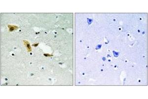 Immunohistochemistry analysis of paraffin-embedded human brain tissue, using APLF (Ab-116) Antibody. (APLF Antikörper  (AA 82-131))