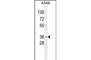 GNAT3 Antibody (Center) (ABIN654441 and ABIN2844175) western blot analysis in A549 cell line lysates (35 μg/lane). (GNAT3 Antikörper  (AA 78-105))