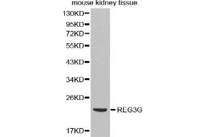 Western Blotting (WB) image for anti-Regenerating Islet Derived Protein 3 gamma (REG3g) antibody (ABIN3023038) (REG3g Antikörper)