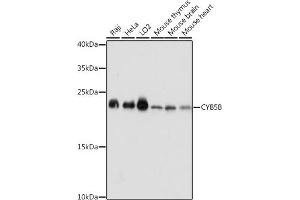 Western blot analysis of extracts of various cell lines, using CYB5B antibody (ABIN7266632) at 1:1000 dilution. (CYB5B Antikörper  (AA 16-150))