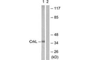 Western blot analysis of extracts from 293 cells, using CrkL (Ab-207) Antibody. (CrkL Antikörper  (AA 173-222))