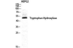 Western Blotting (WB) image for anti-Tryptophan Hydroxylase 1 (TPH1) (Tyr223) antibody (ABIN3177772) (Tryptophan Hydroxylase 1 Antikörper  (Tyr223))