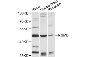 Western blot analysis of extracts of various cell lines, using RGMB antibody (ABIN6290874) at 1:3000 dilution. (RGMB Antikörper)
