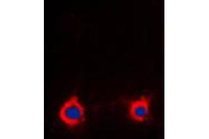 Immunofluorescent analysis of Adenosine A2a Receptor staining in Raw264.