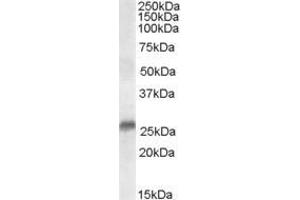 ABIN185347 (0. (SRD5A2 Antikörper  (N-Term))
