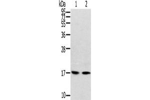 Western Blotting (WB) image for anti-Ribosomal Protein, Large, p1 (RPLP1) antibody (ABIN2424109) (RPLP1 Antikörper)