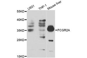 Western blot analysis of extracts of various cell lines, using FCGR2A antibody. (FCGR2A Antikörper)