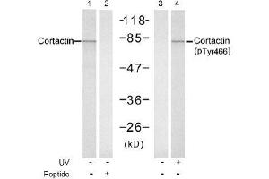Image no. 1 for anti-Cortactin (CTTN) (pTyr466) antibody (ABIN197036) (Cortactin Antikörper  (pTyr466))