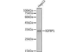 Western blot analysis of extracts of HepG2 cells, using IGFBP1 antibody (ABIN3023444, ABIN3023445, ABIN3023446 and ABIN6219959) at 1:1000 dilution. (IGFBPI Antikörper  (AA 26-259))