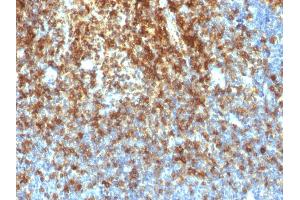 Formalin-fixed, paraffin-embedded human Tonsil stained with CD43 Rabbit Recombinant Monoclonal Antibody (SPN/1766R). (Rekombinanter CD43 Antikörper)