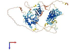 NKRF Protein (AA 1-690) (His tag)
