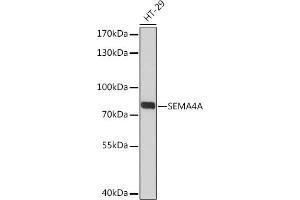 Western blot analysis of extracts of HT-29 cells, using SEMA Rabbit pAb (ABIN7270199) at 1:3000 dilution. (Sema4a Antikörper  (AA 320-580))