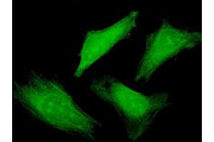 Immunofluorescence of purified MaxPab antibody to BRUNOL4 on HeLa cell. (CELF4 Antikörper  (AA 1-484))