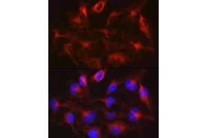 Immunofluorescence analysis of U-251MG cells using METTL7B Rabbit pAb (ABIN6128288, ABIN6143779, ABIN6143781 and ABIN6223026) at dilution of 1:100 (40x lens). (METTL7B Antikörper  (AA 55-244))
