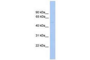 Image no. 1 for anti-Glycerate Kinase (GLYCTK) (AA 131-180) antibody (ABIN6745551)