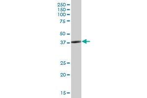 SH3GL3 MaxPab polyclonal antibody. (SH3GL3 Antikörper  (AA 1-288))